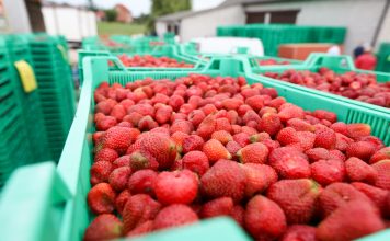 Sezon truskawkowy 2019 – ceny i tendencje