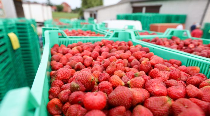 Sezon truskawkowy 2019 – ceny i tendencje