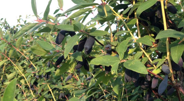 Doradzamy jak uprawiać jagodę kamczacką