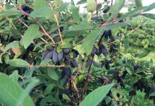 Jagoda kamczacka – ważne informacje