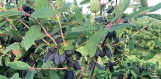 Jagoda kamczacka – ważne informacje