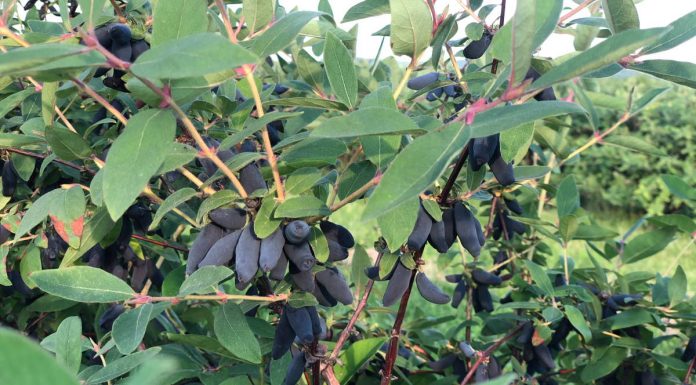 Jagoda kamczacka – ważne informacje