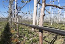 Sprawny system nawadniający – ekspert radzi