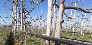 Sprawny system nawadniający – ekspert radzi