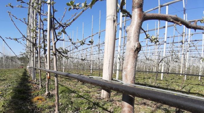 Sprawny system nawadniający – ekspert radzi