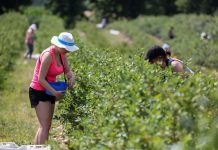 Sezon borówkowy 2019. Czy będzie powtórka z ubiegłego roku?