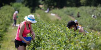Sezon borówkowy 2019. Czy będzie powtórka z ubiegłego roku?