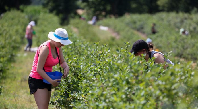 Sezon borówkowy 2019. Czy będzie powtórka z ubiegłego roku?