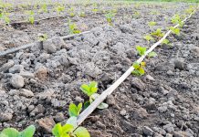 Przed kolejnymi nasadzeniami truskawek – wskazówki warte uwagi