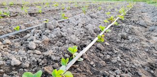 Przed kolejnymi nasadzeniami truskawek – wskazówki warte uwagi