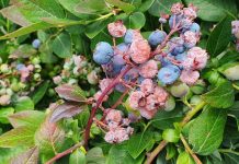 Rekordy temperatury i ich wpływ na rośliny