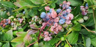 Rekordy temperatury i ich wpływ na rośliny