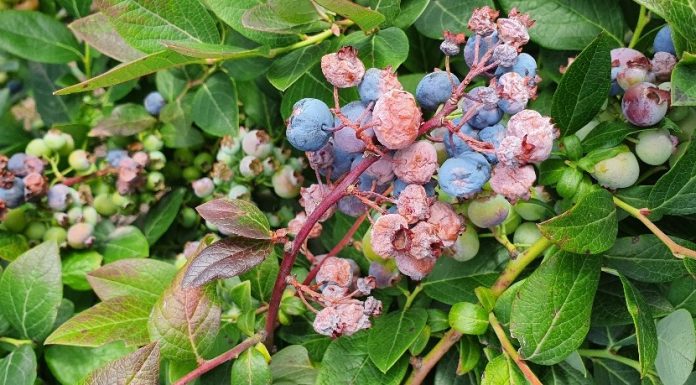Rekordy temperatury i ich wpływ na rośliny