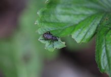 Szkodniki glebowe na plantacjach truskawek