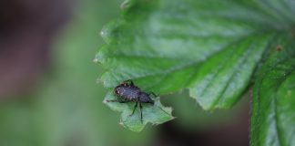 Szkodniki glebowe na plantacjach truskawek