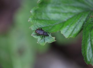 Szkodniki glebowe na plantacjach truskawek
