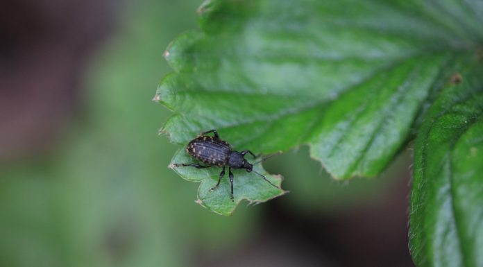 Szkodniki glebowe na plantacjach truskawek