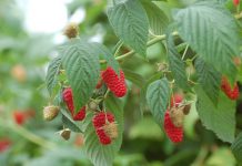 Ceny malin deserowych i ich aktualna podaż