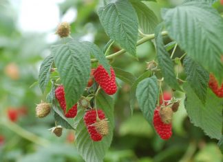 Ceny malin deserowych i ich aktualna podaż