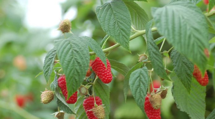 Ceny malin deserowych i ich aktualna podaż