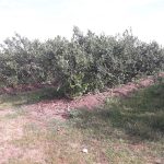 8 letnie krzewy odm. Bonifacy, co roku dostarczana przekompostowana trocinaborowka_podloze
