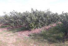 Metody regulowania zachwaszczenia