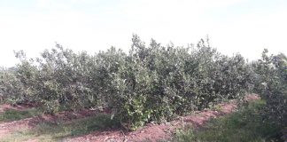 Metody regulowania zachwaszczenia