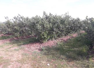 Metody regulowania zachwaszczenia