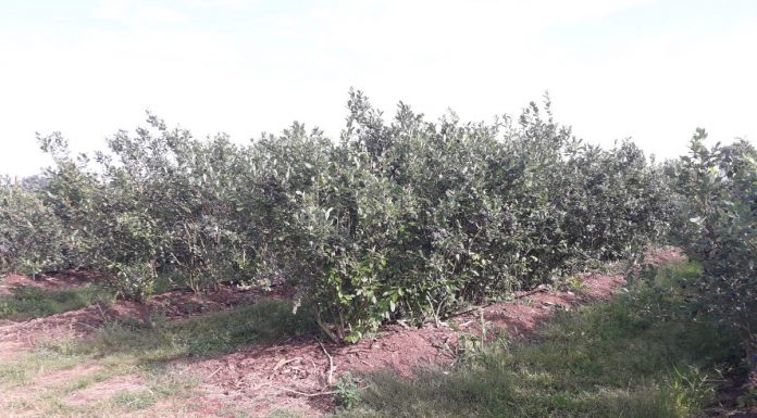 Metody regulowania zachwaszczenia