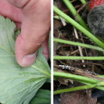 AGROSIMEX_komunikat