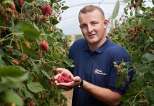 Plantatorzy owoców zapraszają branżę lodową do promocji lodów jagodowych