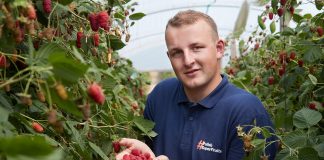 Plantatorzy owoców zapraszają branżę lodową do promocji lodów jagodowych