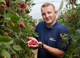 Plantatorzy owoców zapraszają branżę lodową do promocji lodów jagodowych