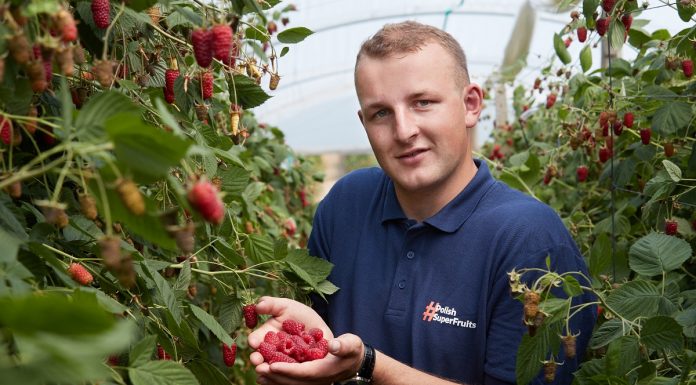 Plantatorzy owoców zapraszają branżę lodową do promocji lodów jagodowych