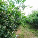 DSCF0868-01
