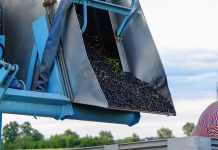 Czarna porzeczka w sezonie 2019. Czy będzie owocem deficytowym?