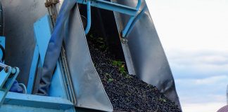 Czarna porzeczka w sezonie 2019. Czy będzie owocem deficytowym?