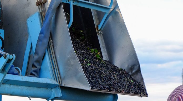 Czarna porzeczka w sezonie 2019. Czy będzie owocem deficytowym?