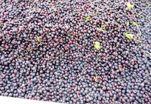 Niskie zbiory owoców jagodowych w 2019 roku