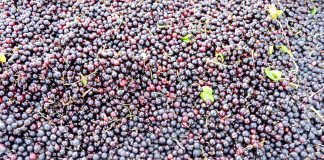 Niskie zbiory owoców jagodowych w 2019 roku