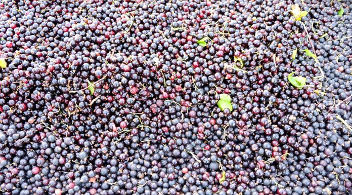 Niskie zbiory owoców jagodowych w 2019 roku