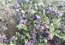 Materia organiczna – ważna w uprawie borówki