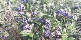 Materia organiczna – ważna w uprawie borówki