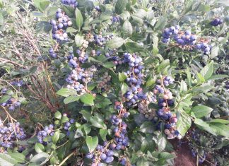 Materia organiczna – ważna w uprawie borówki
