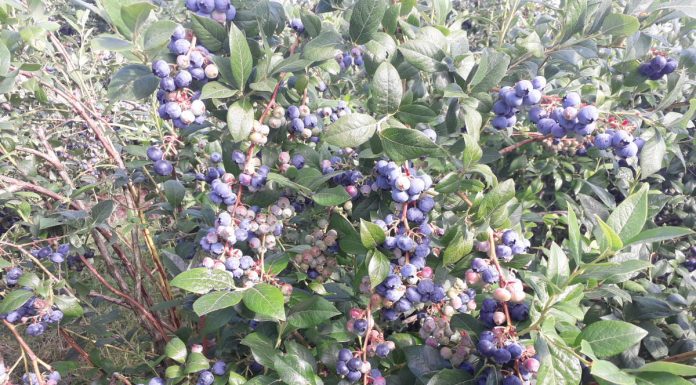 Materia organiczna – ważna w uprawie borówki