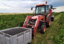 Czarna porzeczka – podsumowanie sezonu