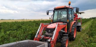 Czarna porzeczka – podsumowanie sezonu