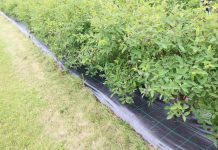 Rozkładanie agrotkanin na istniejących plantacjach