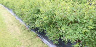 Rozkładanie agrotkanin na istniejących plantacjach