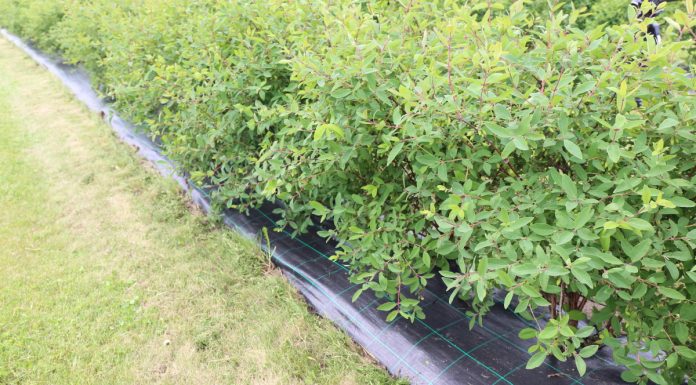 Rozkładanie agrotkanin na istniejących plantacjach